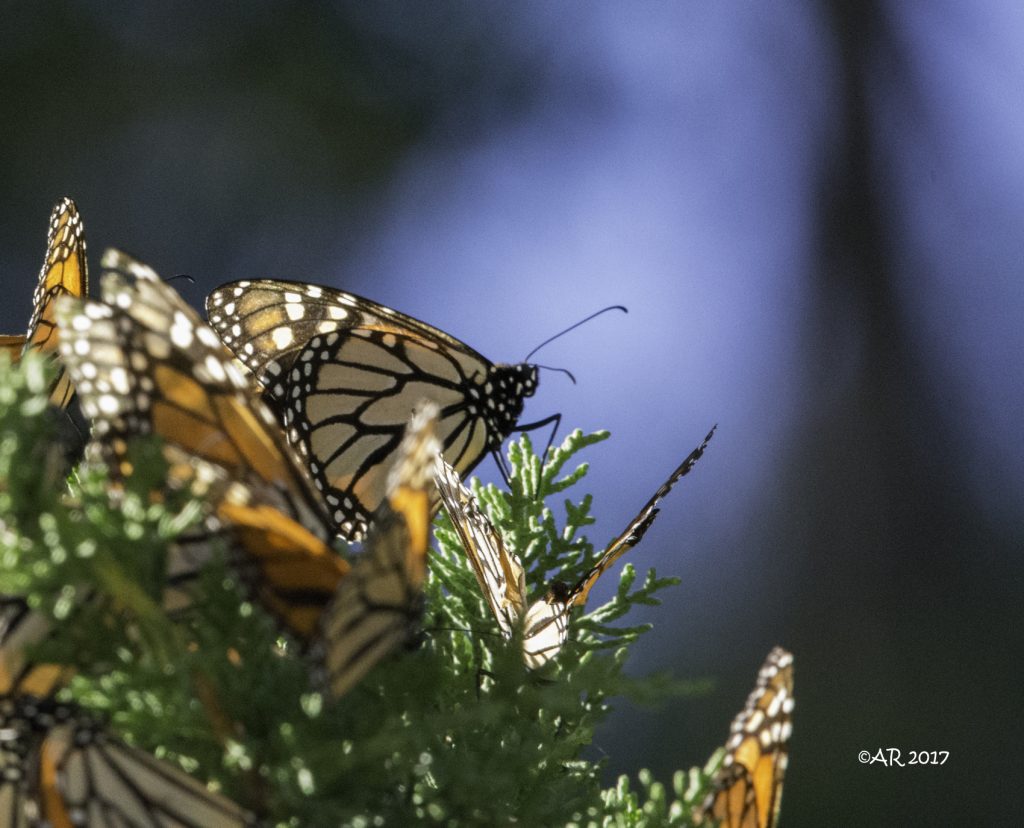 What Do Monarchs Do During Winter? | Mission Monarque