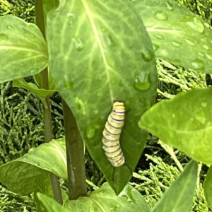 adults