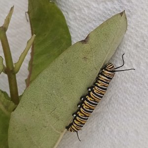 adults