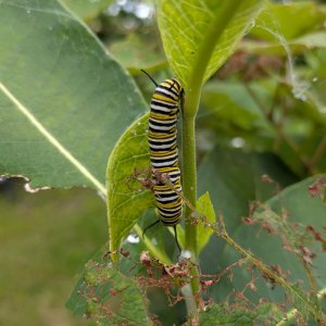 adults