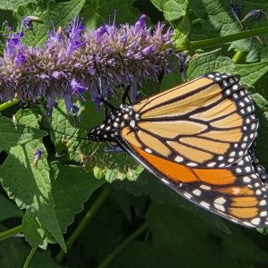 adults