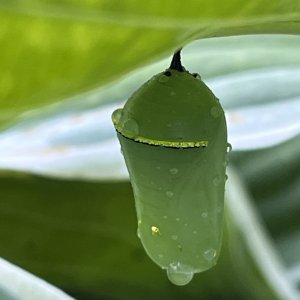 adults