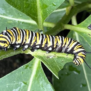 adults