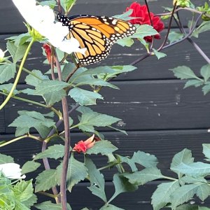 adults