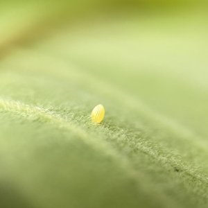 adults