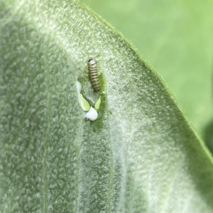 adults