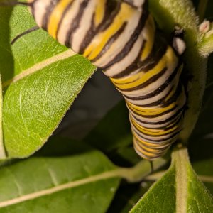 adults