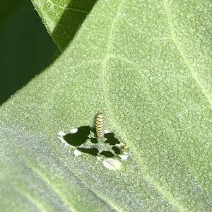 adults