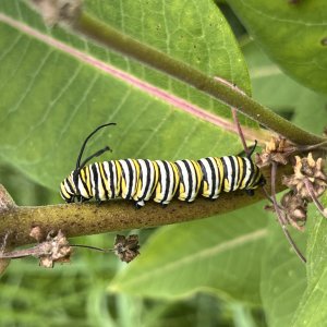adults