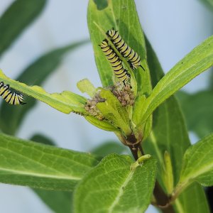 adults
