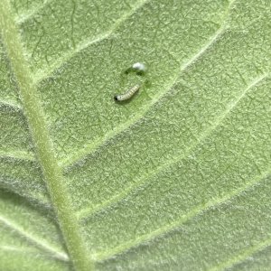 adults