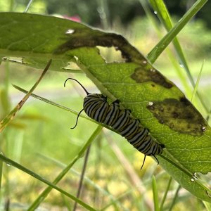 adults