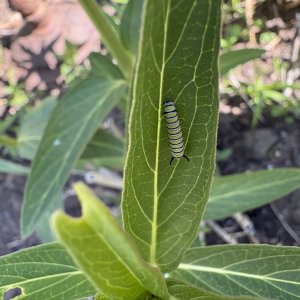 adults