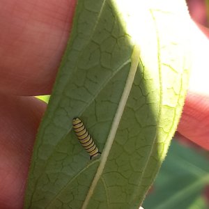 adults