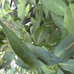 adults