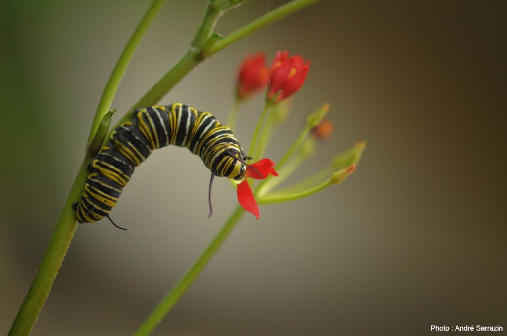 Monarchs And Milkweed, A Complex Relationship – Mission Monarque