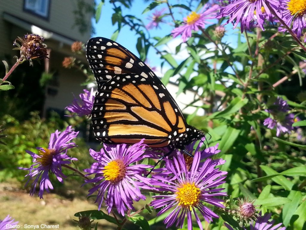 How to create a monarch habitat Mission Monarque