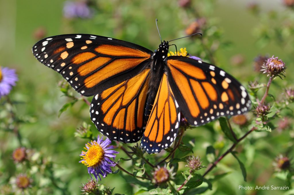 the-monarch-and-the-painted-lady-do-you-know-how-to-differentiate-them